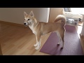 Shiba Inu パパの帰宅がわかると変な声で喜ぶ柴犬