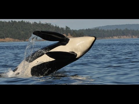 Puget Sound Express Whale Watching - YouTube