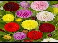 10 Most Beautiful Flowers In The World