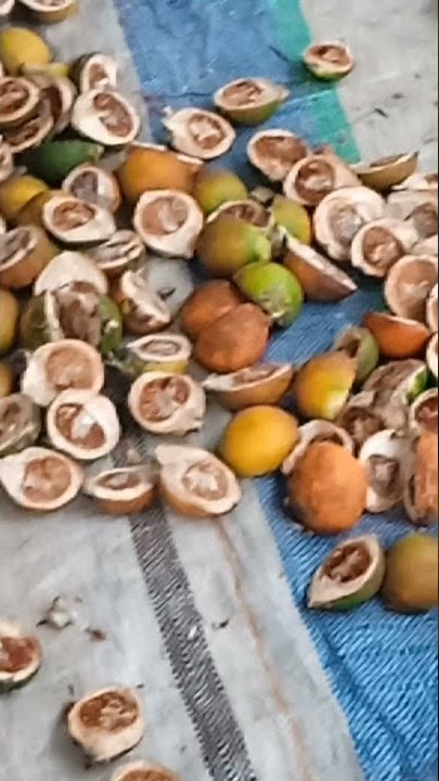 Pinang Dibelah Dua