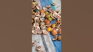 Pinang Dibelah Dua