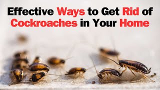 Effective Ways to Get Rid of Cockroaches in Your Home || How to get rid of Cockroaches in your home