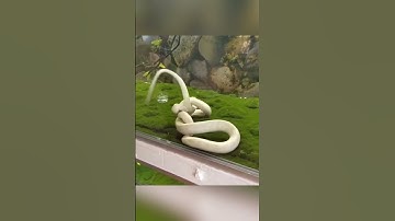 This Is Why A Snake Eat Itself