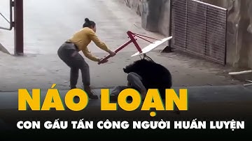 Vườn thú náo loạn vì con gấu tấn công người huấn luyện khi đang biểu diễn
