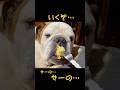 失敗したチーズケーキを食べさせられた犬 #ブルドッグまめ #まめりき #shorts