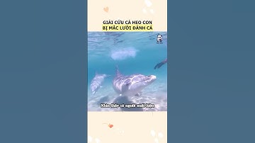 Giải cứu con cá heo mắc kẹt trong lưới đánh cá