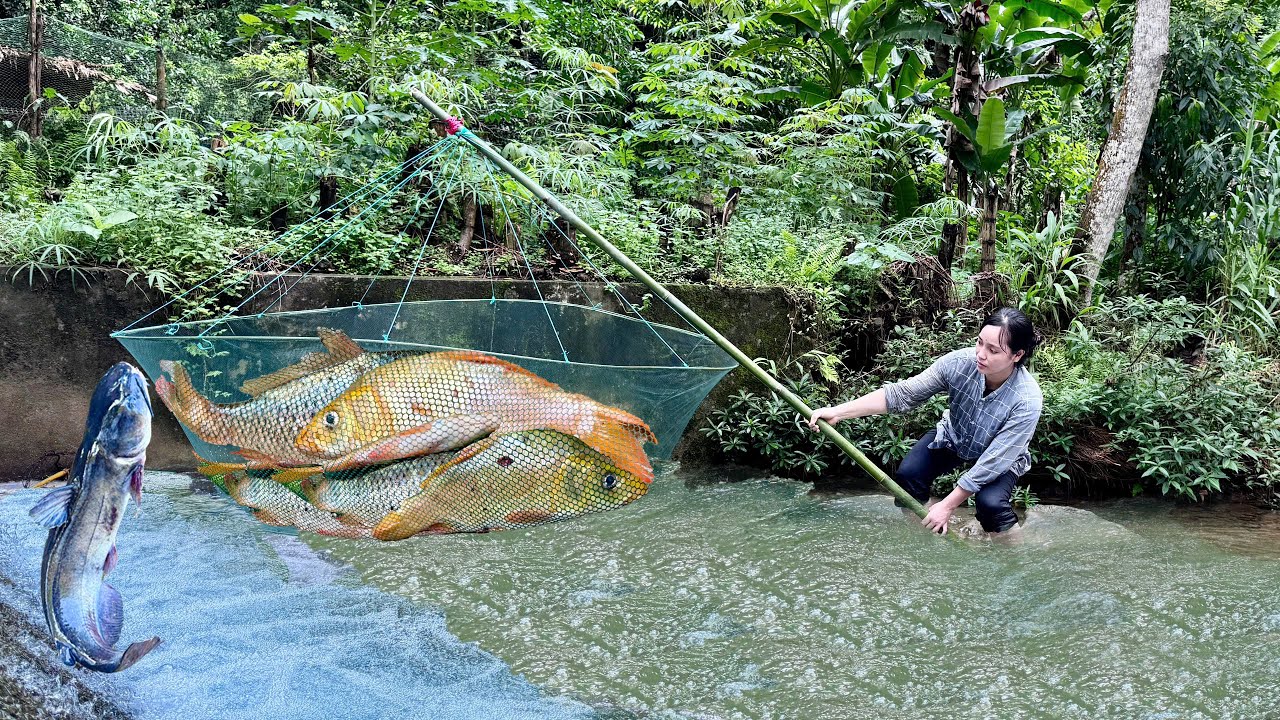 Single Mom's Fishing Skills-Ancient Fishing Technique in Big Streams to Harvest Giant Carp for Sale