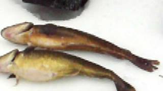 beer 'n bait sportfishing nova scotia atlantic tomcod  episode 1 part 4.MOV