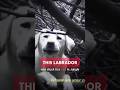 she thought, they'll harm 😞 #dogowner #dogrescue #labradorr #rescuestories #storyorry