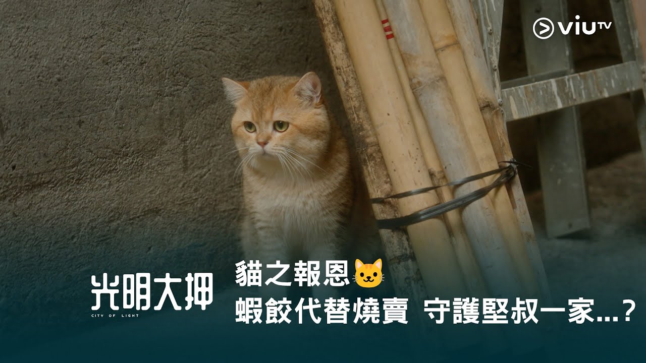 《光明大押》貓之報恩🐱 蝦餃代替燒賣 守護堅叔一家...？