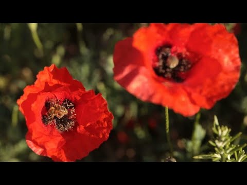 Vídeo: Top Gardens of France