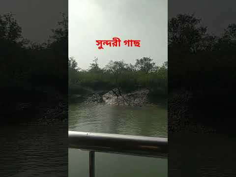 সুন্দরী গাছ #sundarbanforest #viral #reels #river
