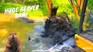 SATISFYING Beaver Dam Removal! It’s THICK!!