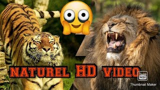 Surathul maidhah beautifull Quran recitation animals background\/neutral HD video for kids