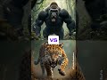 Gorila Vs Animais Selvagens Batalha Mortal ( Javali, Onça, Leão, Tigre )