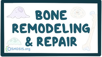 Bone remodeling and repair