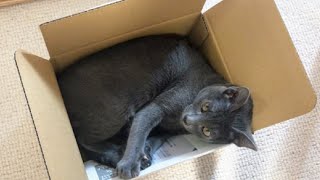Cat loves cardboard boxes | Lucky Korat Cat
