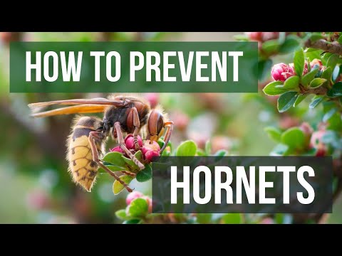 How to Get Rid of and Prevent Hornets (Asian Murder Hornets & More)