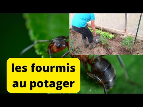 Vidéo: Lutte contre les fourmis dans les serres – Comment garder les fourmis hors de ma serre