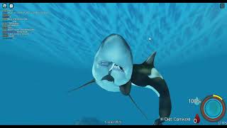 Megalodon - oceanic testing 2 gameplay
