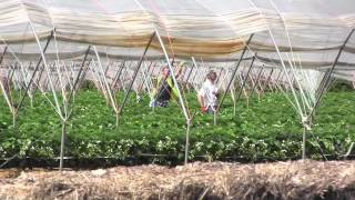Open Farm Sunday: Tuesley Farm