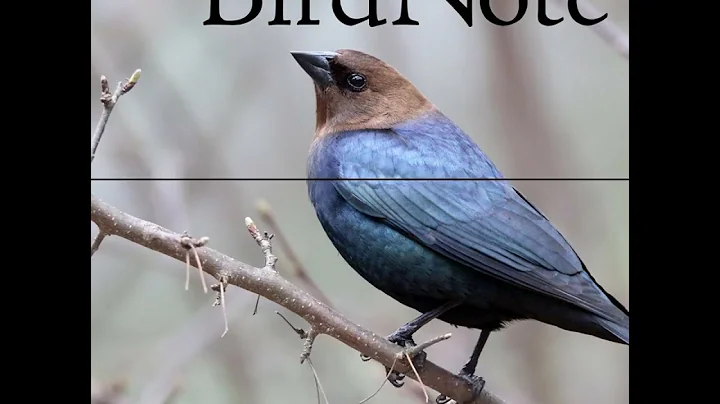 Danielle Whittaker and the Mystery of Bird Scent