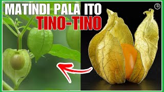 Download lagu Ito pala ang MATINDING NAIDUDULOT sa Katawan ng Prutas na TINO-TINO o Cape Gooseberry