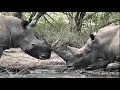 Kruger National Park SD 1998 - South Africa Travel Channel 24
