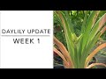 Daylily Update Week 1 🌺