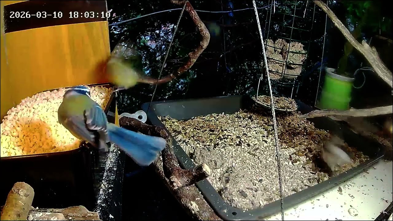 Ruhiger später Nachmittag an der Nuss-Tanke, Teil 2, Blaumeise letzter Gast (10.03.2026)