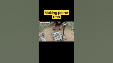 Making parrot trap #shorts #short #youtubeshorts