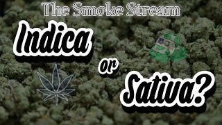 The Smoke Stream Ep. 7 - Indica or Sativa?