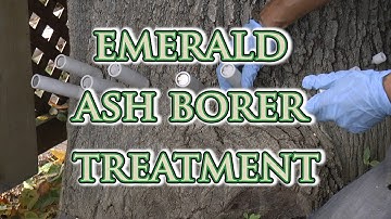 EMERALD ASH BORER TREATMENT.  TreeAzin injection. What home owners may expect.