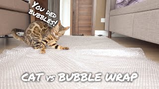 CAT vs BUBBLE WRAP CHALLENGE! | CAT FAILS COMPILATION | BEST FUNNY CAT VIDEOS || TheMingmingCo. by TheMingmingCo. 591 views 3 years ago 2 minutes, 31 seconds