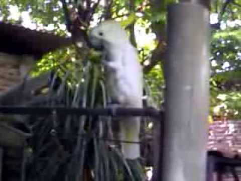 Burung Kakatua Kakak Tua Kakaktua Putih Jambul Kuning Jinak