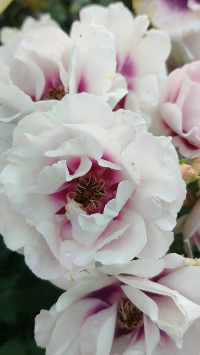 Роза Айс фо Ю♥️ ( Eyes for You ) #shorts #розы #цветы #rose #flowers # ...