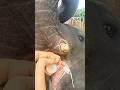 #4 🍼 Feeding Love | Lucia’s Gentle Moment with Baby Elephant 💗