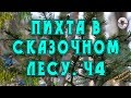 Пихта в сказочном лесу видео от Sonykpk