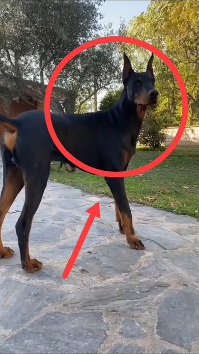 3 Golden Rules for Doberman Pinscher #doberman #dogtraining #dog