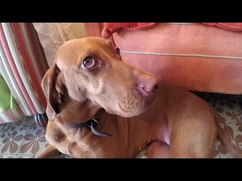 Vídeo: Com Evitar Que Els Gossos Mosseguin