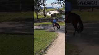 Do coração de Purunã para o mundo, Rancho CTML com o domador Mauro Leite