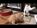 【大爆笑】♀猫こむぎばくれつ猫パンチ炸裂