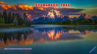 EVERGREEN TREE - CLIFF RICHARDS & THE SHADOWS (INSTRUMENTAL) COVER BY NEVENKO VALENTIC