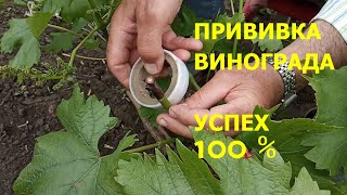 Прививка винограда чёрным в зелёное, как добиться 100% приживаемости? #6