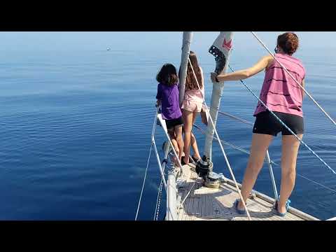 Ballenas y delfines en el Garraf