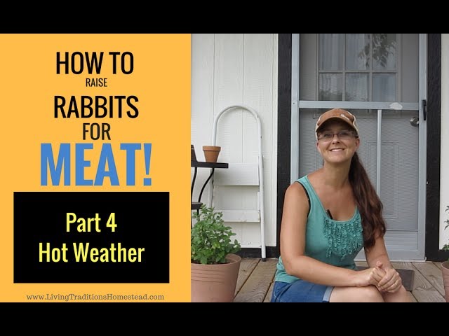 How to Raise Rabbits for Meat: Part 4 Keeping Rabbits Cool in Hot Weather class=