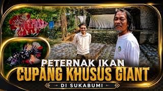 GIANT BETTA BREEDER ON THE BOGOR AND SUKABUMI BORDER