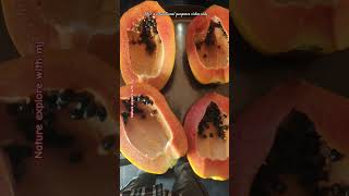 Papaya seeds aren’t waste, they’re a powerful superfood! #shorts #farming #facts #viralvideo #papya