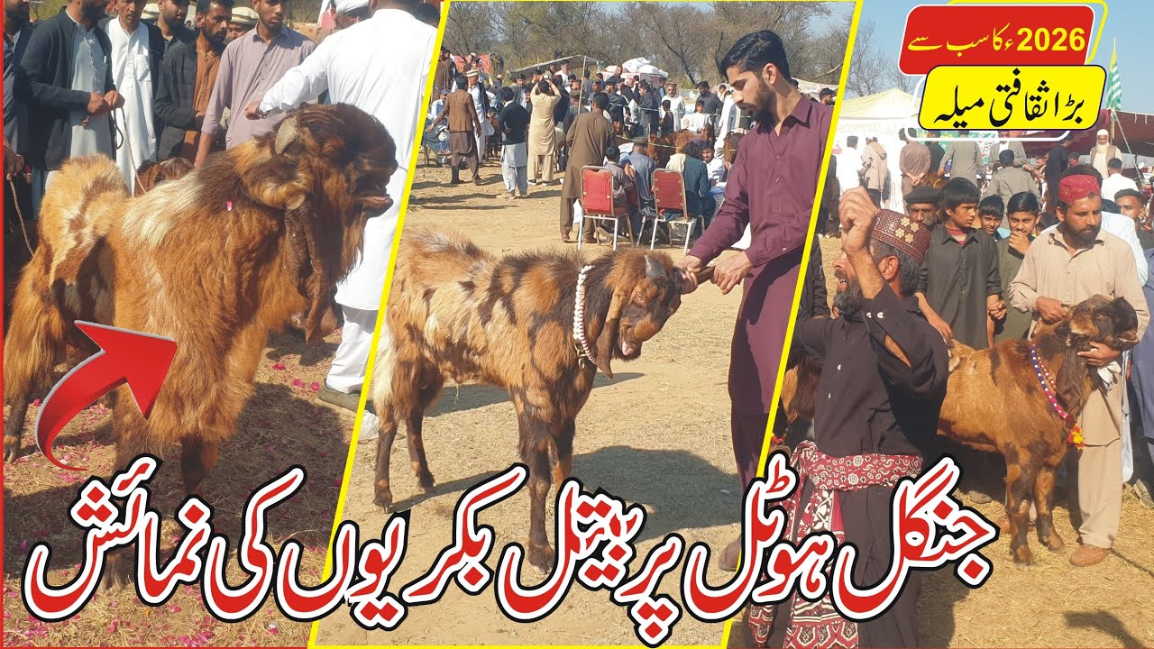 Goat Cultural Festival at Jungle Hotel Sar subha Shah Pothwar pakistan | 2026 Cultural Mela | Jungle