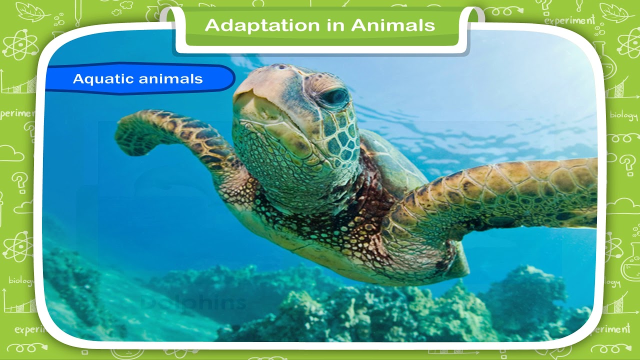 Adaptation in Animals class-4 - YouTube